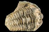 Fossil Calymene Trilobite Nodule - Morocco #106621-2